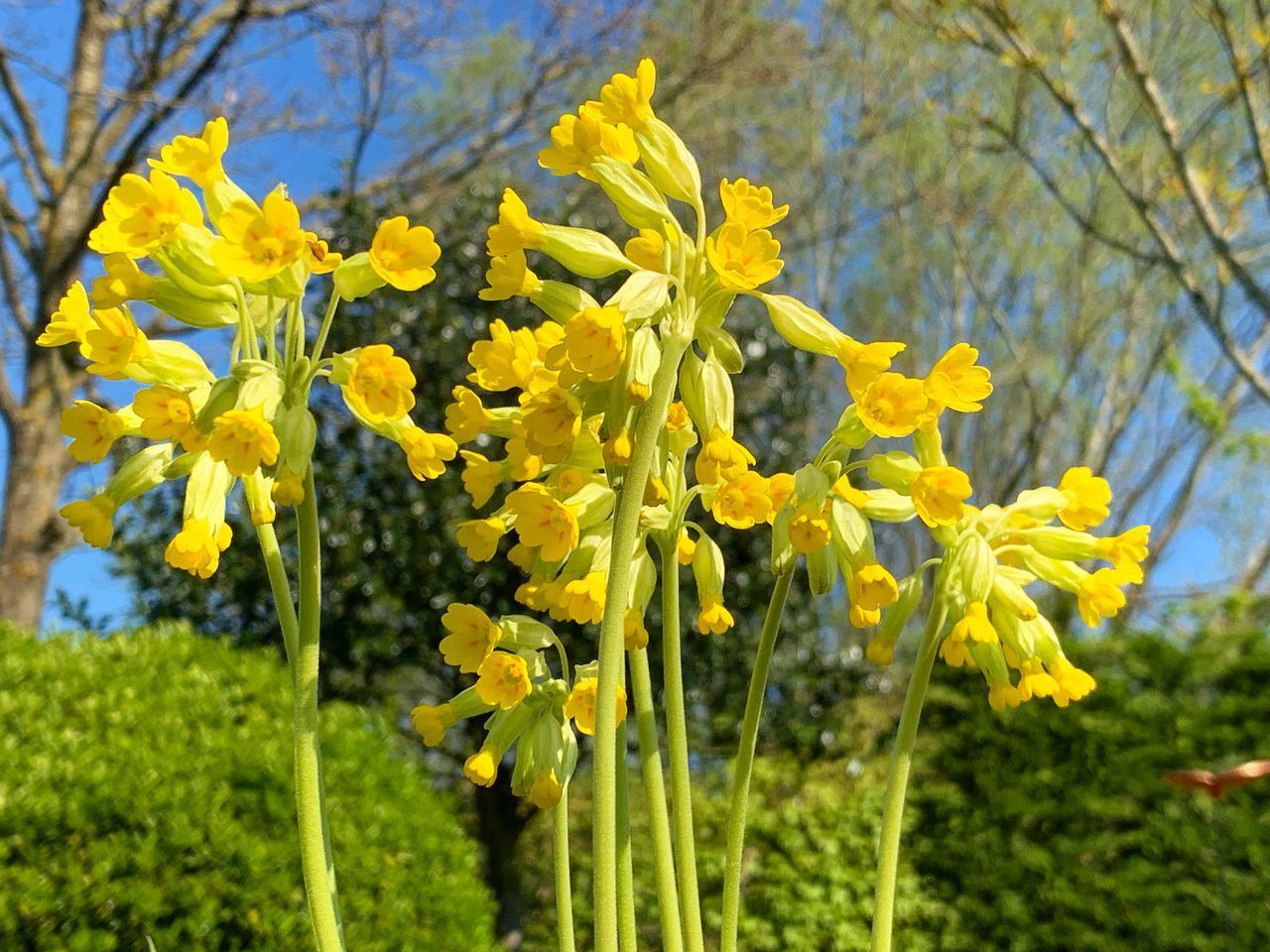 CLOSE-UP OF YELLOW FLOWERING PLANT IN FIELD