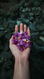 Cropped hand holding purple flowers 