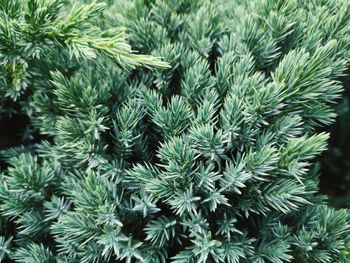 Close-up of pine tree