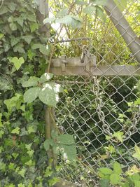 Close-up of ivy growing on tree