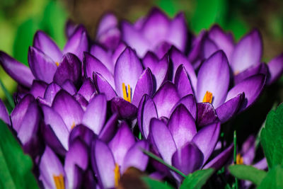 Close-up of purple crocus water lily