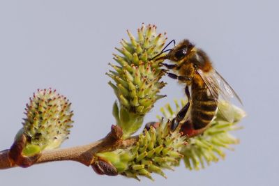 Close-up of bee on flower