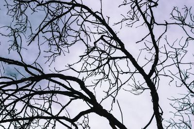 Low angle view of silhouette bare tree against clear sky