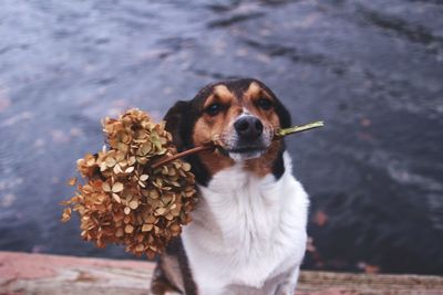 Close-up of dog