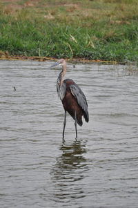 Birds in calm water
