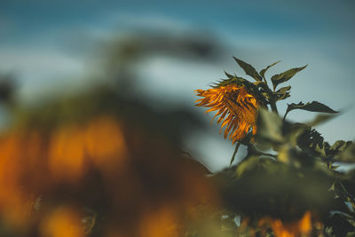 Close-up of orange flowering plant