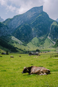 View of sheep on grassy field