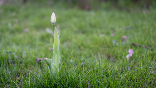 Close-up of flowers growing in field