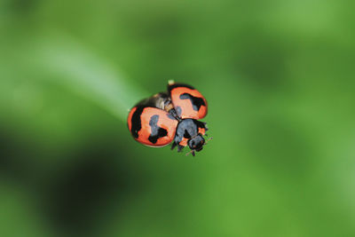 Close-up of ladybug on leaf