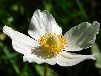 Close-up of white flower