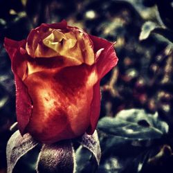 Close-up of rose against blurred background