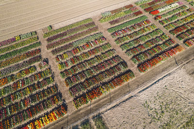 High angle view of agricultural field