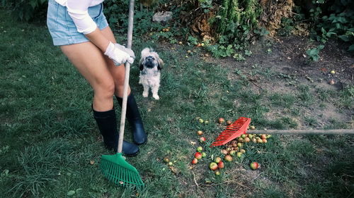 Low section of woman raking by puppy in yard