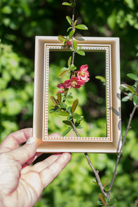 Close-up of hand holding picture frame against flowering plant outdoors