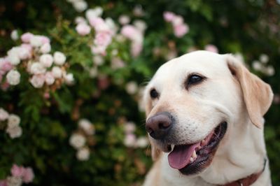 Close-up of a dog looking away