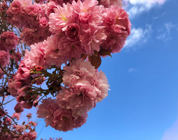 Low angle view of pink cherry blossoms against sky