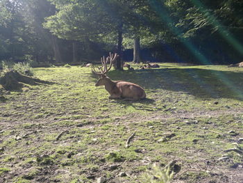 Deer in grass