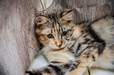 Close-up portrait of cat