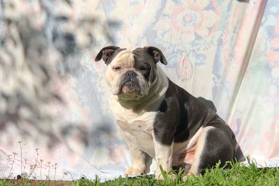 Portrait of dog sitting on field