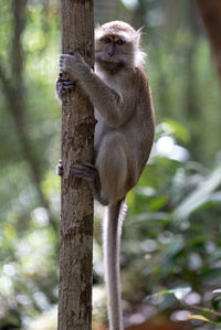 Monkey sitting on land in forest