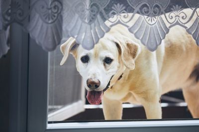 Close-up portrait of dog at home