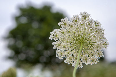 Close-up of white flowering plant