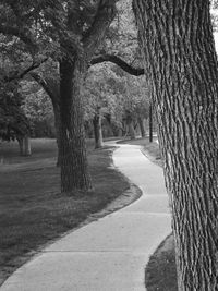 Footpath in park