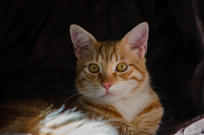 pet