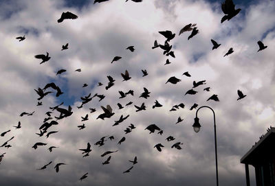 Low angle view of silhouette birds flying against sky