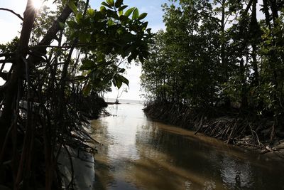 Trees by river against sky