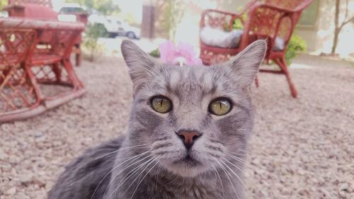 Close-up portrait of cat sitting outdoors