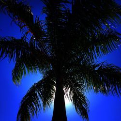 Low angle view of palm tree against blue sky