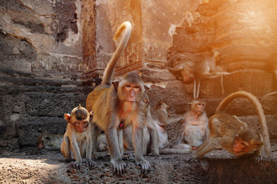 View of monkeys