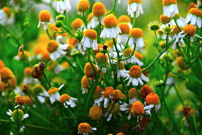 Close-up of orange flowering plants