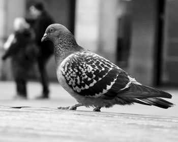 Close-up of pigeon perching on wood