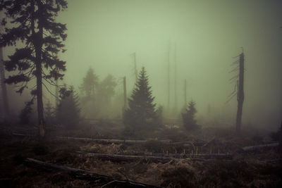 Trees in mystical forest against sky