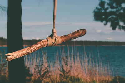 Dead plant on land against sea