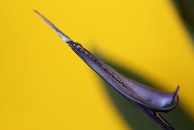 Close-up of metallic structure against yellow background
