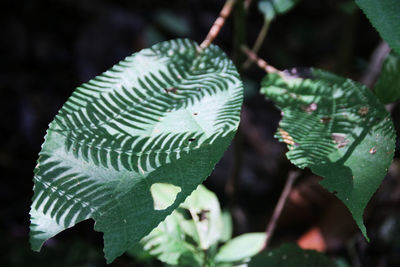 Close-up of green leaf on plant