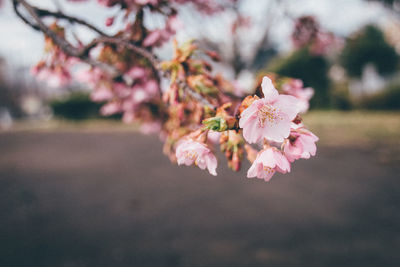 Close-up of pink flowers