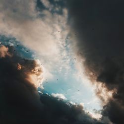 Low angle view of bird flying in sky