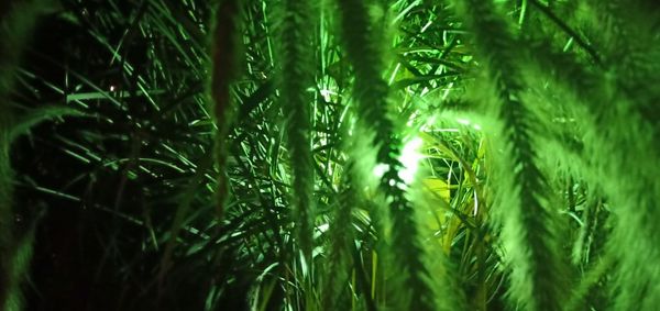 Full frame shot of bamboo trees in forest