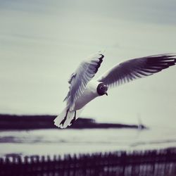 Close-up of gray heron flying