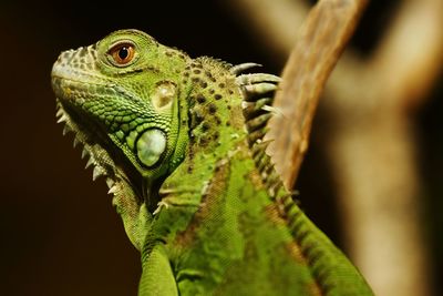 Close-up of lizard