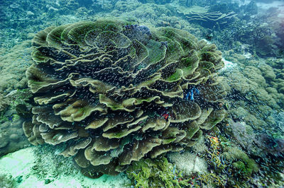 coral reef