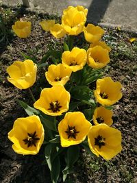 Close-up of yellow flowers