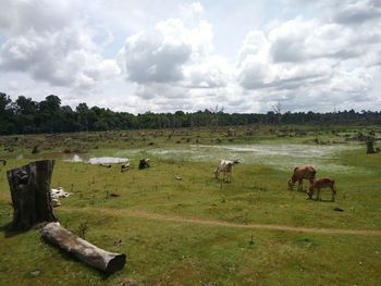 Horses grazing on field against sky