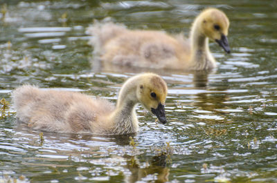 Mallard ducklings in lake