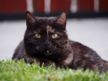 Portrait of cat on grass
