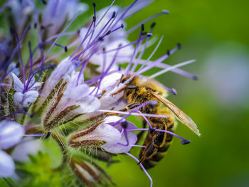 Close-up of bee on flower